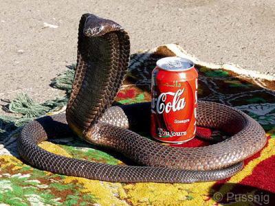coca cola wa kobra